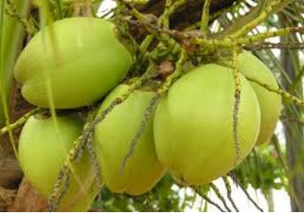 Fresh Tender Coconuts
