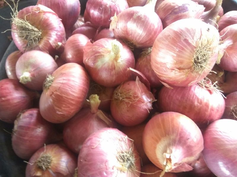 Onion, Packaging Type : Jute Bag