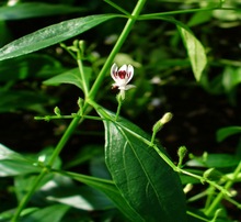 Andrographis Paniculata, Grade : Pharmaceutical