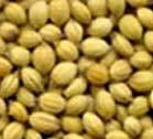 coriander seeds