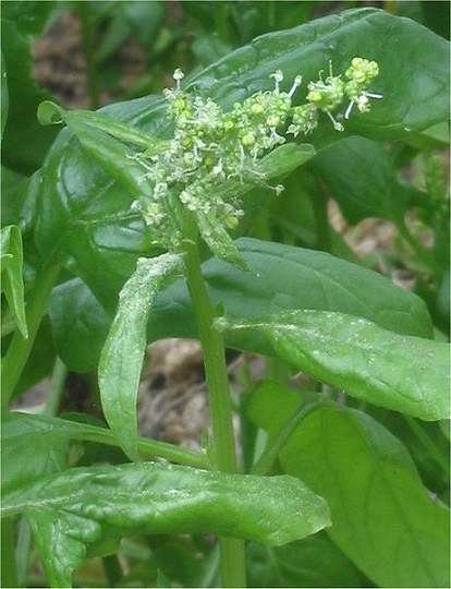 Fresh Spinach, Packaging Size : 15-20kg