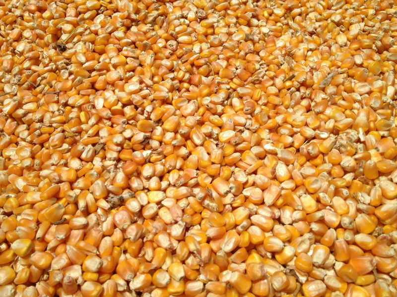 Animal Feed Yellow Corn Maize