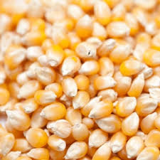 Human  Consumption Yellow Corn Maize