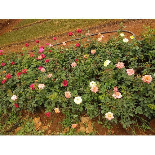 Garden Rose Plant