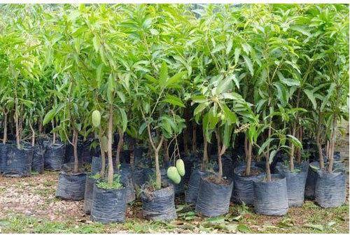 Mango Plant, for Farming