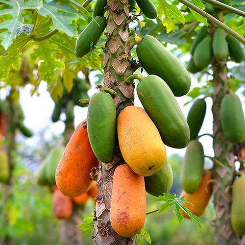 Organic Mature Papaya Plant, Feature : Fast Growth