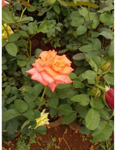 Pink rose plant, Style : Perennial, Fresh