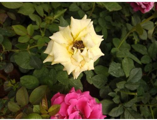 white rose plant