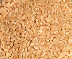 Wheat Seeds, Purity : 99.95%