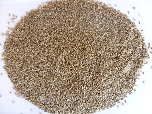cumin seed