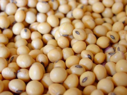 Organic soybean seeds, for Human Consumption, Packaging Type : Plastic Bags, Sack Bags
