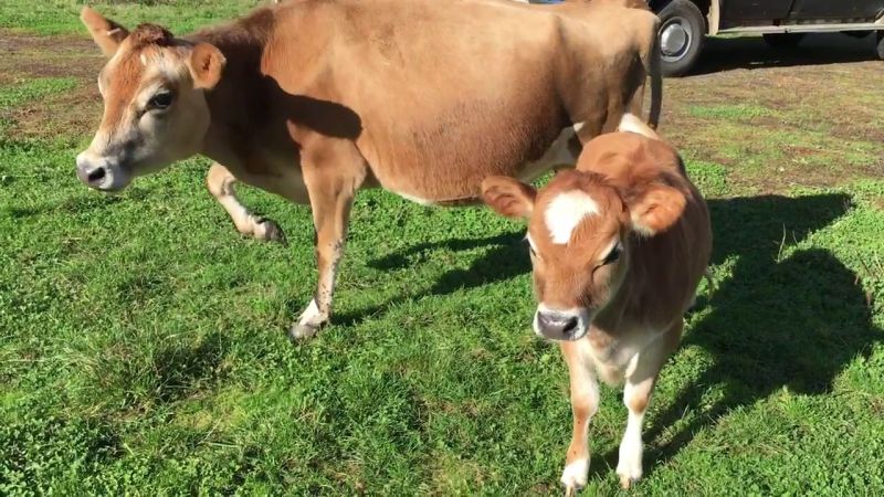 Jersey Cows