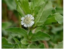 Eclipta alba plant