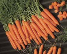 EGR EXPORTS Common Fresh Carrot, Color : Orange