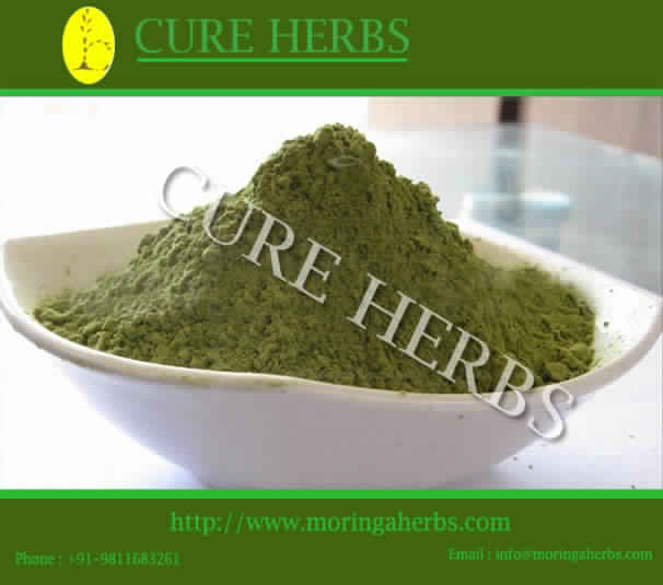 Moringa Oleifera Leaf Dry Powder Extract