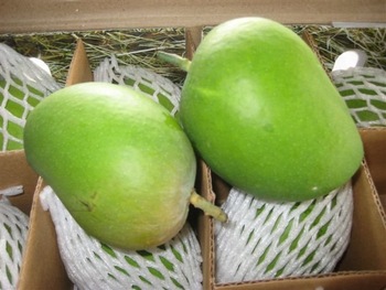 Fresh Alphonso Mangoes, Color : Green