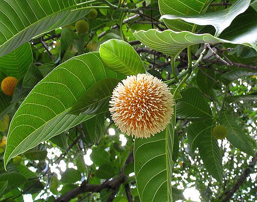 Fleroya Stipulosa Plant