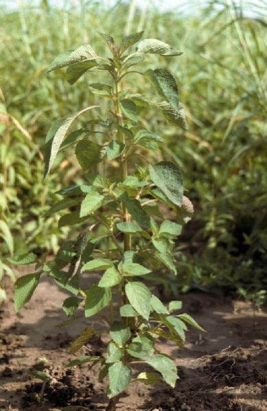 Hyptis Spicigera Plant