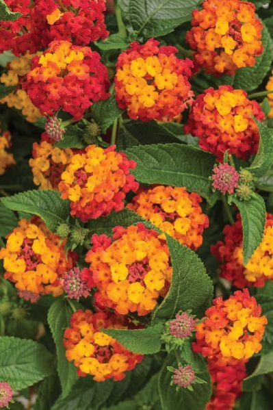 Lantana Camara Plant