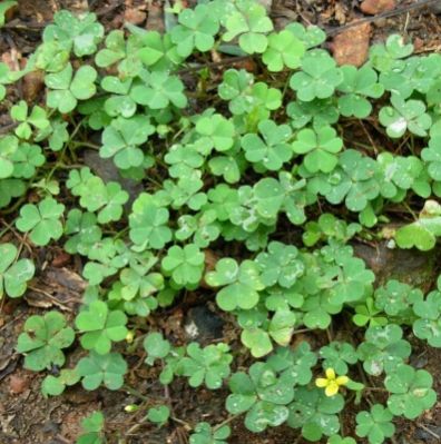 Oxalis Corniculata Plant