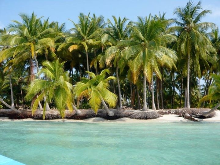 fresh organic coconuts from lakshadweep islands