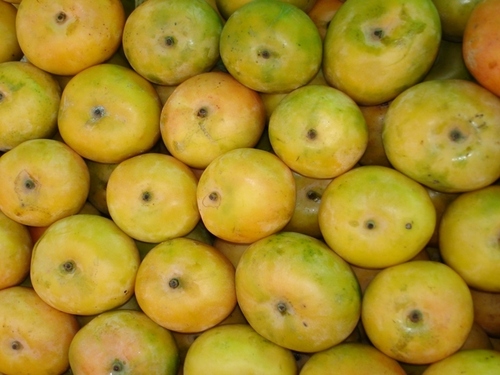 Benishan Mango, Packaging Type : 3 Kg per Cotton