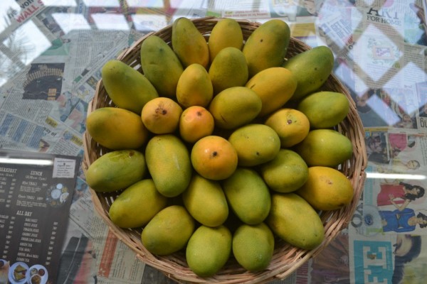 Dasheri Mango, Packaging Type : 3 Kg per Cotton