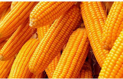 High Quality Whole Yellow Maize