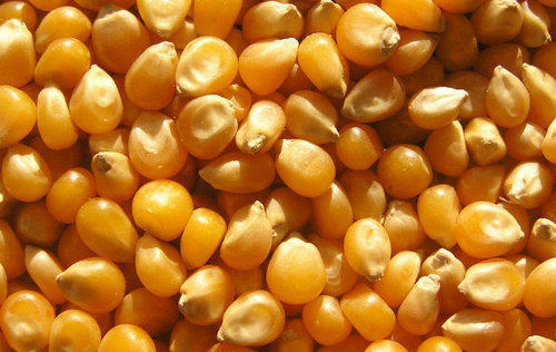 High Quality Yellow Maize Seeds