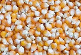 Natural Yellow Maize Seeds, for Animal Feed, Cattle Feed, Human Consuption, Style : Dried