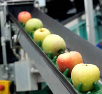 Fruit processing plant