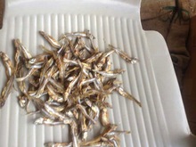 Sun dried Sea Water Anchovy