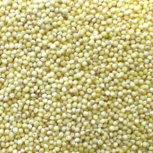 Natural Millet Seeds, for Human consumption, Packaging Type : Jute, Plastic Bag