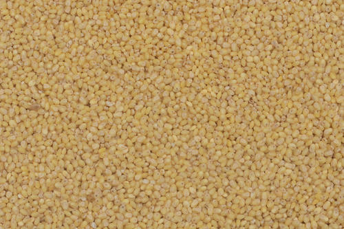 Fine Processed Proso Millet Seeds, for Human consumption