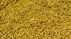 Natural Erode Turmeric Finger, Packaging Size : 50 Kg