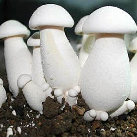 Natural Milky White Mushroom