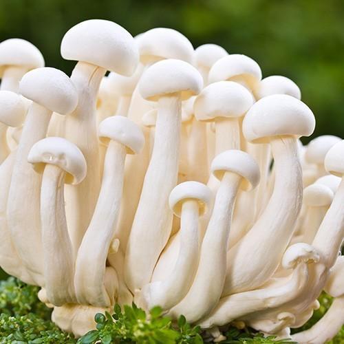 Organic Milky White Mushroom, for Cooking