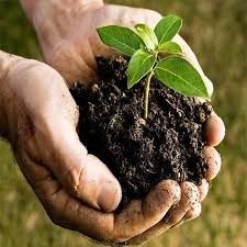 Plant Based Organic Manure