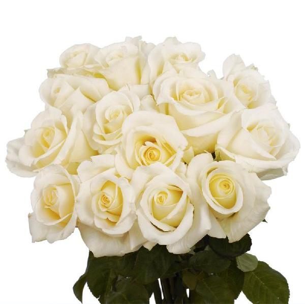 Natural Fresh White Roses, for Cosmetics, Decoration, Gifting, Medicine, Feature : Freshness, Non Artificial