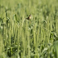 Ragi Seeds