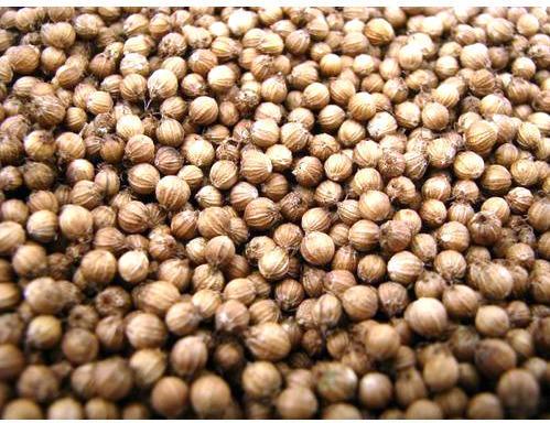 Chopped Dried Coriander Seeds, for Agriculture, Packaging Type : Jute Bags, Plastic Packets