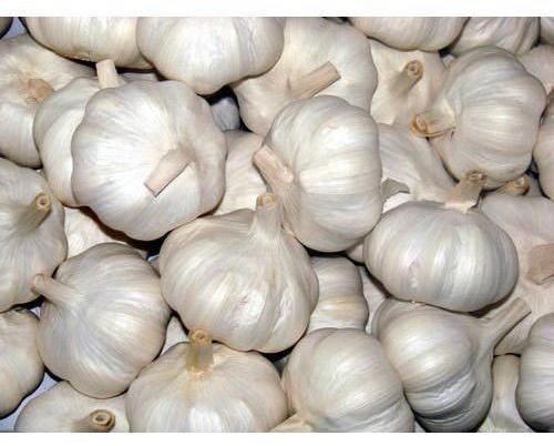 Common fresh garlic, Packaging Type : Gunny Bags, Net Bags