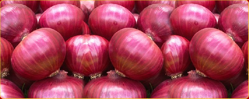 Natural fresh red onion, Size : Large, Medium, Packaging Type : Jute Bags,  Net Bags at Rs 10 / Kilogram in Surat