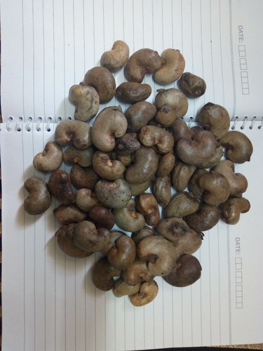 Organic Fresh Raw Cashew Nuts, Packaging Type : 50KG