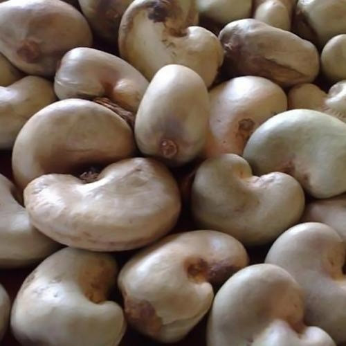 Premium Grade Raw Cashew Nuts, Packaging Size : 50 Kg, 1kg, 2kg