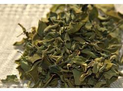 Common Solar Dried Moringa Leaves, for Cosmetics, Medicine, Feature : Exceptional Purity, Insect Free