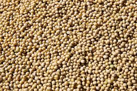 Fresh Soybean Grains