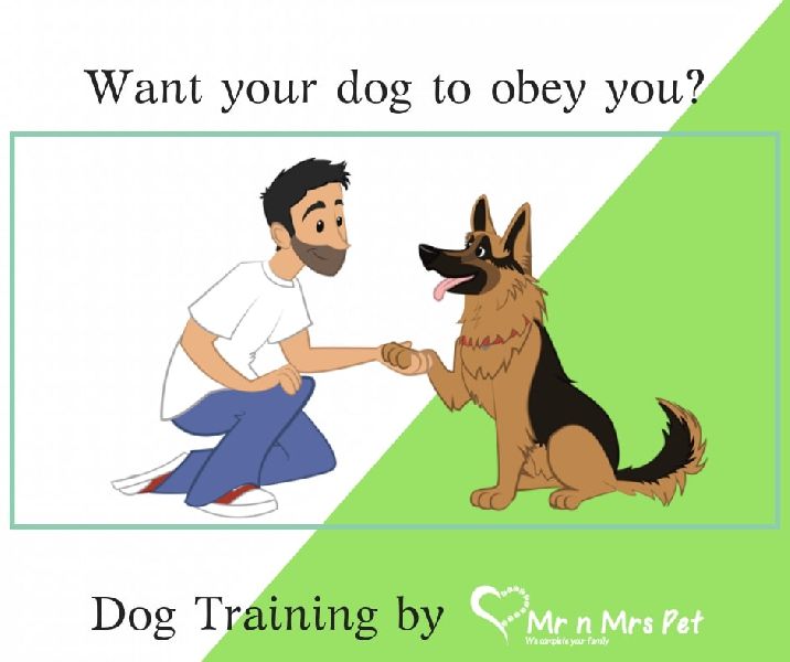 Services - Best Dog Trainer at your Home from Jaipur Rajasthan India by