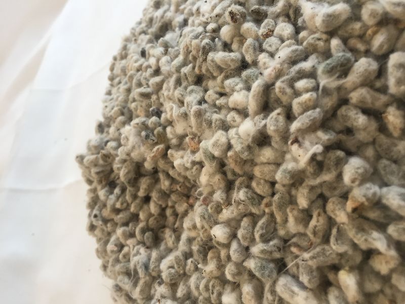 Organic Fresh Cotton Seeds, for Extracting Oil, Feeding Animal, Color : Grey