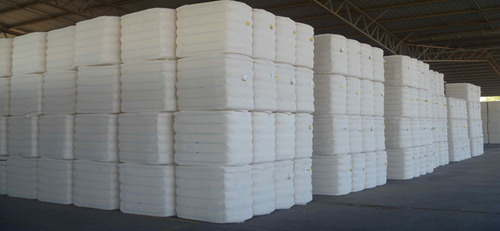 Organic Cotton Bales, Feature : High Water Absorbing Capacity, Unadulterated in Nature, Long Shelf Life